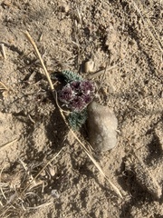 Vesper purpurascens