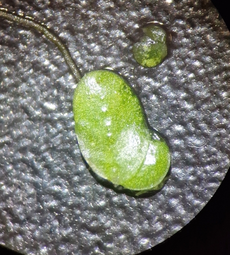 Lemna japonica iNat (1)