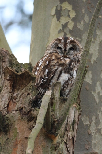 View observation of {o.common_name} on iNaturalist
