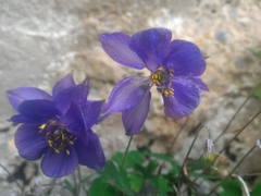 Aquilegia confusa