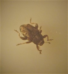 Hypurus bertrandi