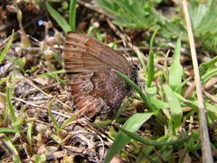 Callophrys mossii