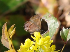 Callophrys gryneus rosneri
