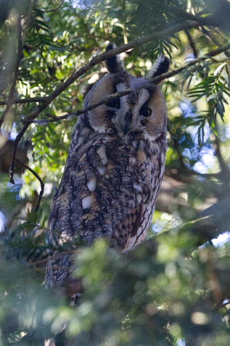 View observation of {o.common_name} on iNaturalist