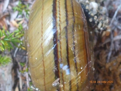 Powelliphanta