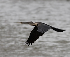 Anhinga melanogaster