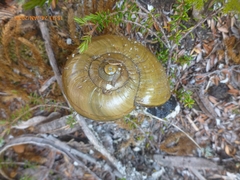 Powelliphanta