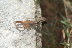 Leiocephalus cubensis