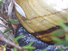 Powelliphanta