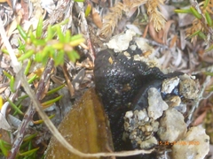 Powelliphanta