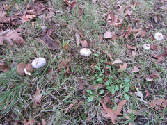 Inocybe pallidicremea