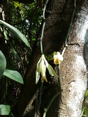 Vanilla trigonocarpa