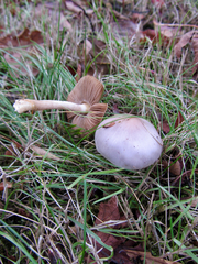 Inocybe pallidicremea