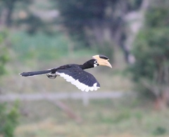 Anthracoceros coronatus