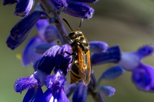 Mexican Honey Wasp photo 4