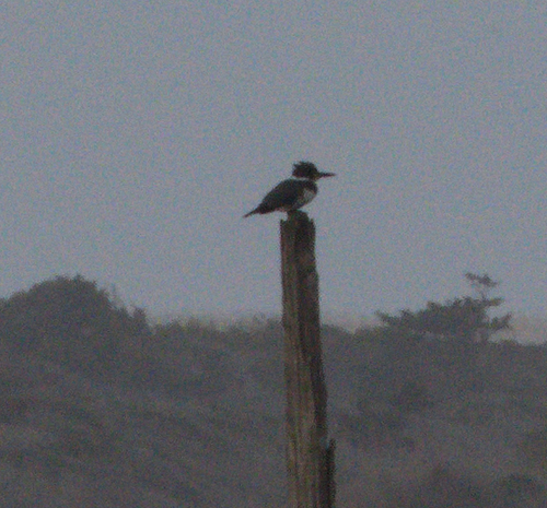 Belted Kingfisher photographed in North Carolina