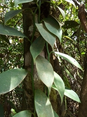 Vanilla trigonocarpa