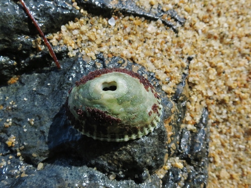 Fissurella nodosa