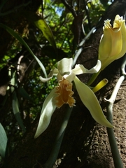 Vanilla trigonocarpa