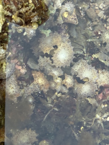 Turbinaria ornata observed 2025-12-30
