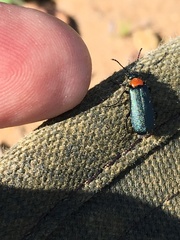 Lytta crotchii