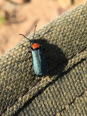 Lytta crotchii