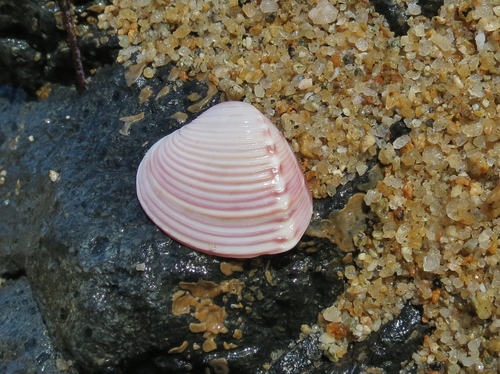 Hysteroconcha dione