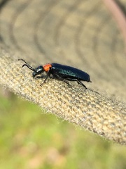 Lytta crotchii