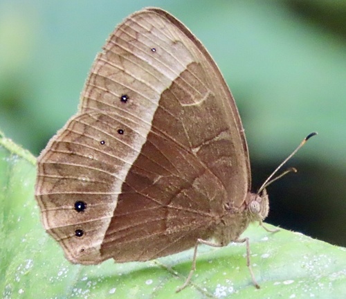 Bicyclus suffusa