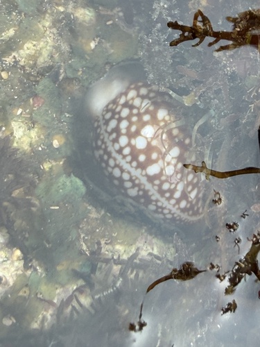 Monetaria caputserpentis observed 2025-12-30
