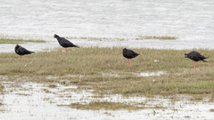 Himantopus novaezelandiae