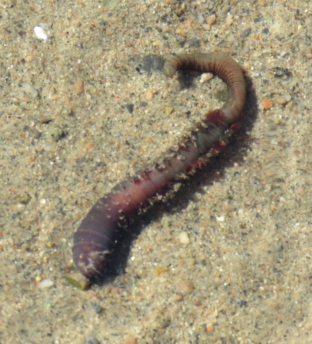 Blow Lugworm, photo 3 of 10