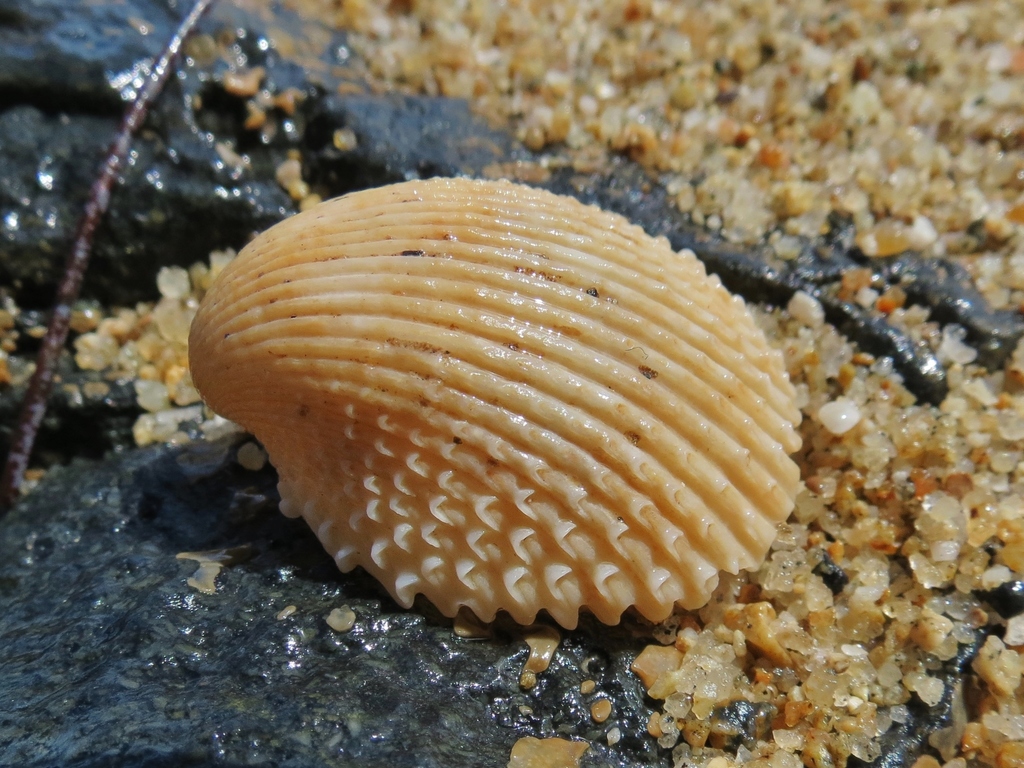Even Pricklycockle