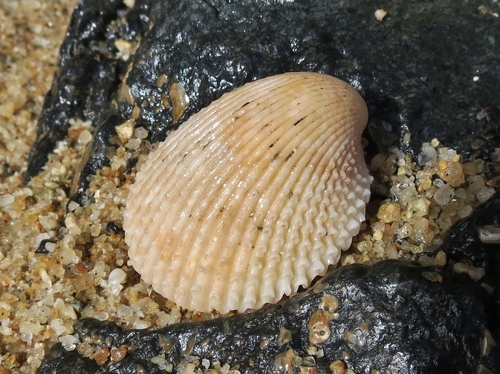 Even Prickly Cockle