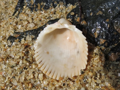 Even Prickly Cockle