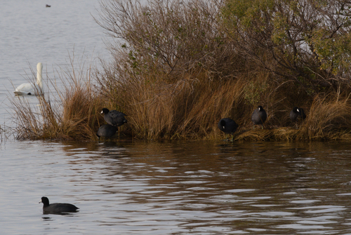 American Coot photographed in North Carolina