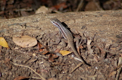 Leiocephalus cubensis