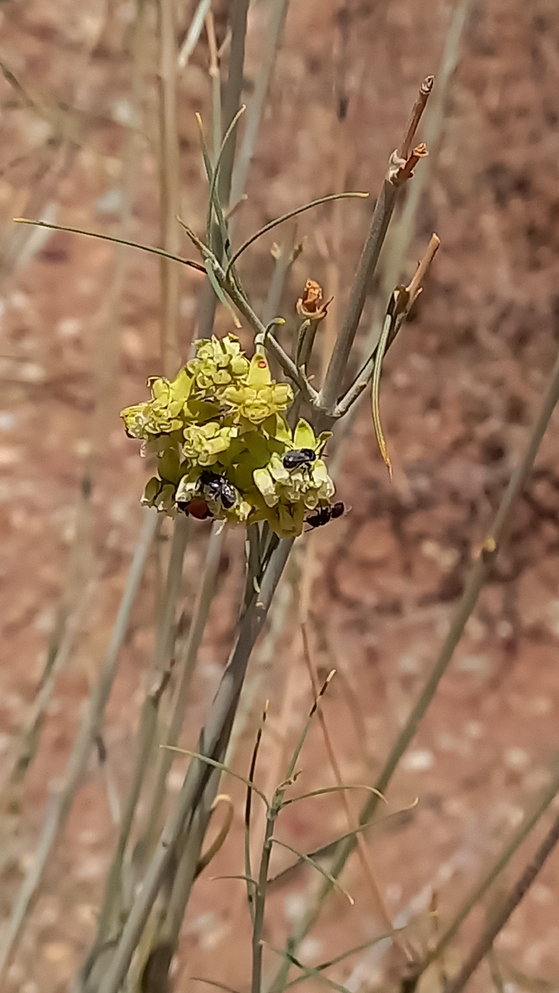 Desert Broom Milkbush (Gomphocarpus filiformis)