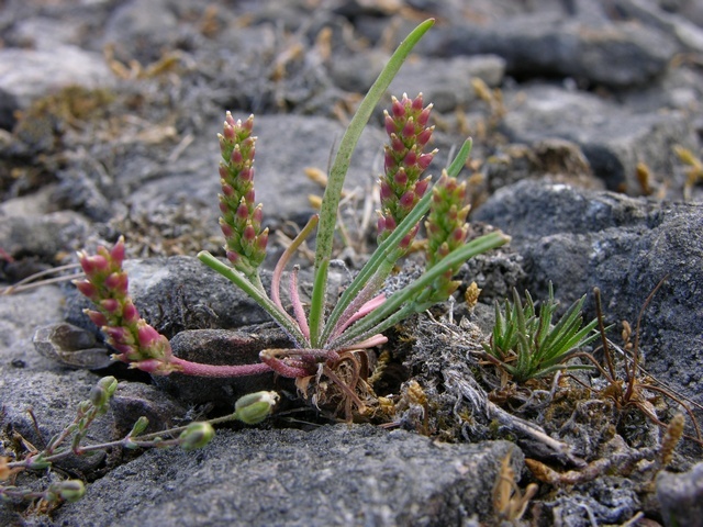 Plantago pusilla
