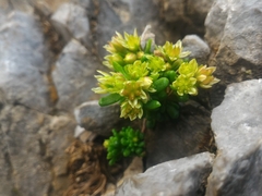 Sedum alpestre