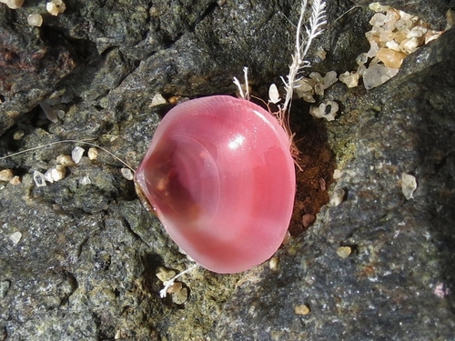 Strigilla carnaria