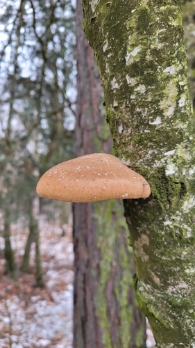 Białoporek brzozowy