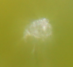 Mentzelia strictissima