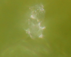 Mentzelia strictissima