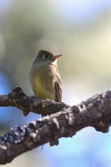 Empidonax affinis