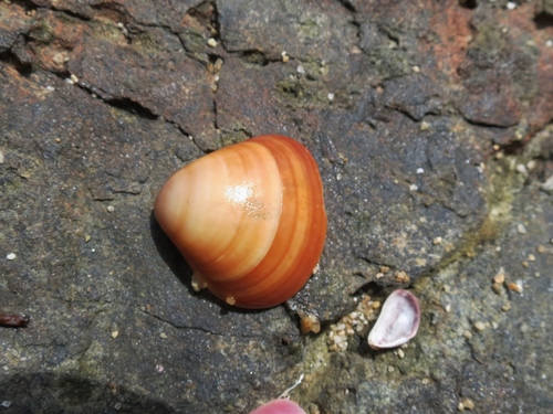 Tivela mactroides