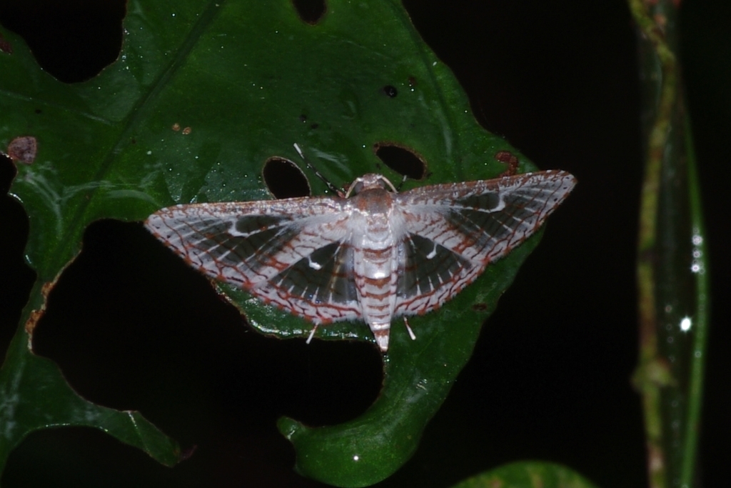 Rhodoneura opalinula