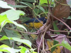 Euphonia imitans