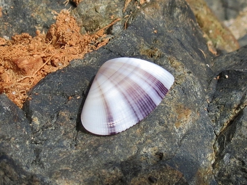 Donax denticulatus