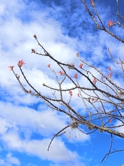 author not stated, no rights reserved Fouquieria formosa, photograph author not stated, no rights reserved